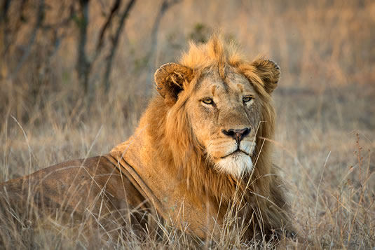Masai Mara Lion - Kenya Safari